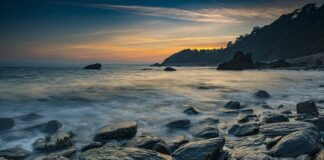 Co to jest śliski gekon?