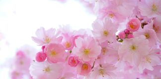 Dlaczego rośliny w akwarium robią się czarne?