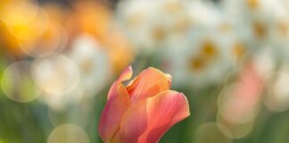 Co najszybciej rośnie w ogrodzie?