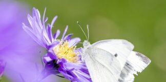 Jak usunąć pestycydy z warzyw i owoców?