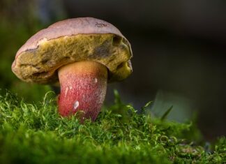 Ile kosztują świeże borowiki?