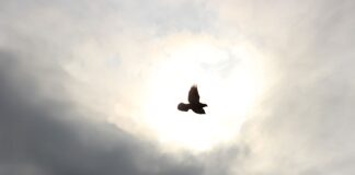 Ile kosztuje przelot psa samolotem Ryanair?