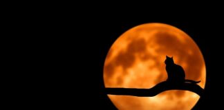 Jak zrobić domowy termometr?