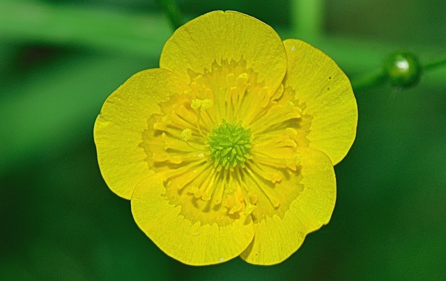 Czy patyczak widzi? Czy patyczak widzi?