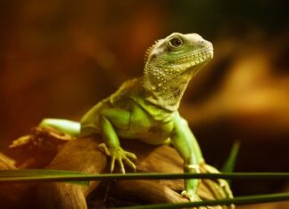 Po czym poznać że agama jest chora?