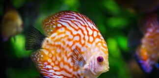 Czy można wrzucić kostki lodu do akwarium?