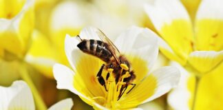 Jak zrobić jajecznicę z tofu?