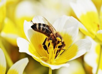 Jak zrobić jajecznicę z tofu? Jak zrobić jajecznicę z tofu?