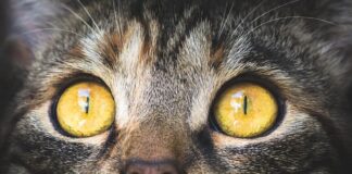 Jakie stężenie CO2?