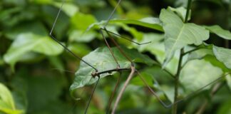 Co zrobić z nadmiarem patyczaków?