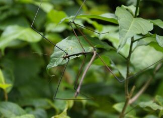 Co zrobić z nadmiarem patyczaków?