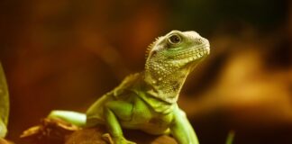 Czy agama brodata może ugryźć?