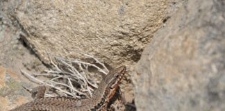 Jakiego gada wybrać do domu?