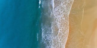 Jakimi liniami lotniczymi z psem?