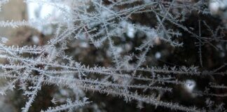 Czy można mrozić tempeh?