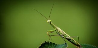 Jak atakuje modliszka?