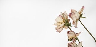 Jak zrobić zielnik na parapecie?