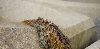 Czy gałęzatka żyje?