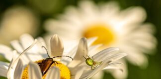 Czy bać się pająków?