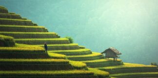 Co zrobić z ryżu po obiedzie?