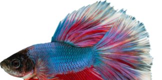 Co ile karmić rybki gupiki?