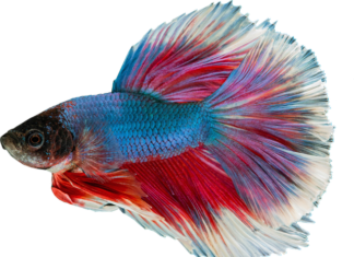 Co ile karmić rybki gupiki?