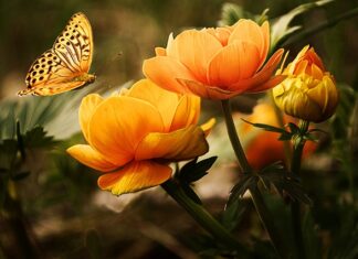 Jakie zwierzę do paludarium?