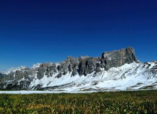 Jak zrobić nawóz do ziół?