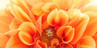 Co dla psa na pasożyty?