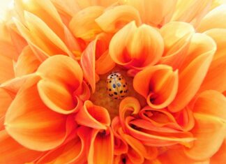 Co dla psa na pasożyty? Co dla psa na pasożyty?