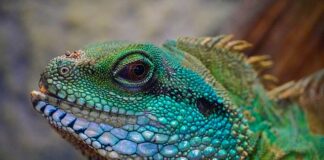 Jaka najlepsza jaszczurka do domu?