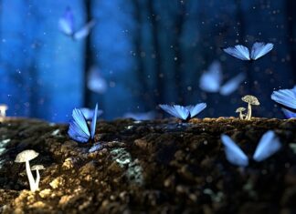 Jak zrobić świeże grzyby w śmietanie? Jak zrobić świeże grzyby w śmietanie?