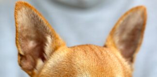 Co trzeba kupić dla chihuahua?