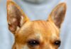 Ile razy dziennie wychodzić z chihuahua? Ile razy dziennie wychodzić z chihuahua?