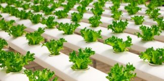 Jak zwiększyć CO2 w szklarni?