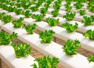 Jak zwiększyć CO2 w szklarni?