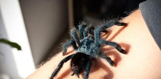 Jak zacząć przygodę z terrarystyką?