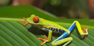 Czy rzekotka drzewna jest trująca?
