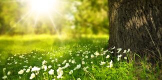 Czy kwiaty wydzielają dwutlenek węgla?