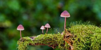 Ile kosztuje kilogram grzybów leśnych?