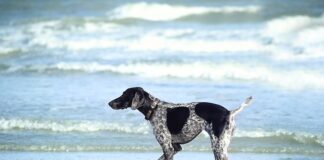 Czy moczyć drewno do wędzenia?