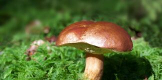 Ile kosztują świeże podgrzybki?