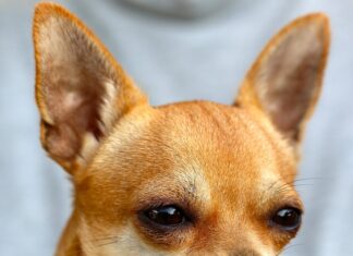 Jaka torba dla chihuahua?