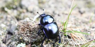 Co zrobić z trzonkami grzybów?