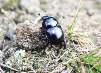 Co zrobić z trzonkami grzybów?