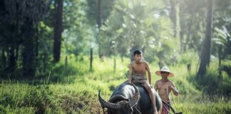 Jak pielęgnować świeże zioła?