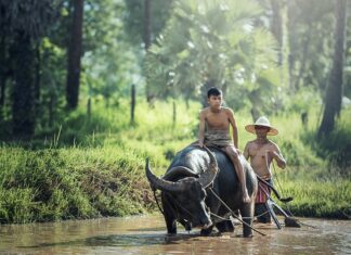 Jak pielęgnować świeże zioła?