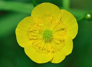 Czy patyczak może ugryźć człowieka?