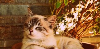 Jak długo śpi agama?