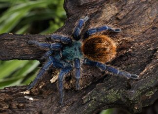 Czy ptasznik zabije człowieka?